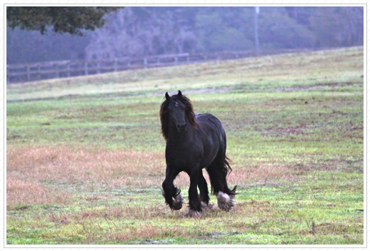 WR Kilo is amazing.
He has a fabulous home. WR Kilo is amazing.
He has a fabulous home.